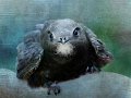 436 - Portrait of a swift - RULLERT Franziska - germany